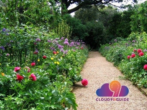 Healing Herbs & Medicinal Benefits - Cloud 9 Guide Healing Herbs & Medicinal Benefits - Cloud 9 Guide