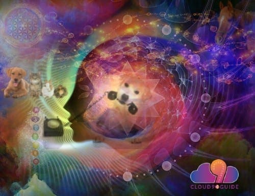 Pet Communication Cloud 9 Guide