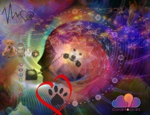 Pet Health Communication, Questions & Information - Cloud 9 Guide